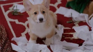 Una Navidad Con Corgi — foto 3