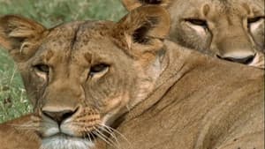 Lion Queen — foto 3