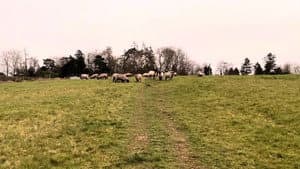 A Field of Sheep Part 2 — foto 1