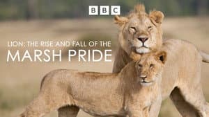Lion: The Rise and Fall of the Marsh Pride — foto 3