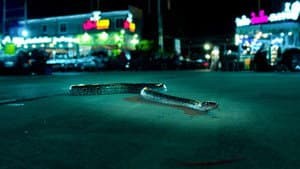 Cities: Nature's New Wild — foto 11