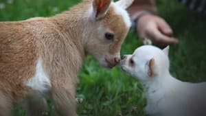 Unlikely Animal Friends — foto 5