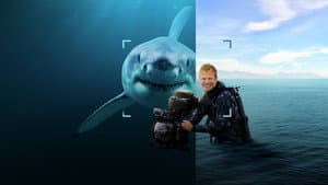Tiburones De Cerca Con Bertie Gregory — foto 2