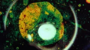 By Brakhage: An Anthology, Volume One — foto 1