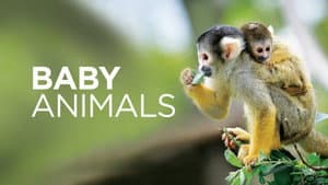 Animales bebé — foto 2