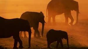 Disneynature: Migration — foto 1