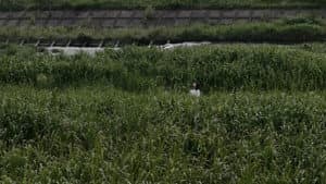 寝ても覚めても — foto 10
