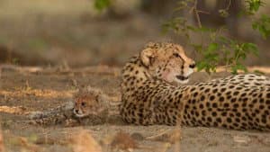 Serengeti Speed Queen — foto 4
