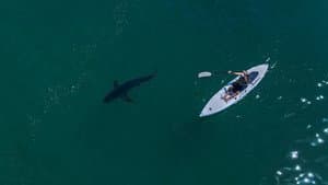 Sky Sharks — foto 3