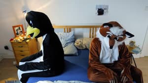 Fuchs & Pinguin — foto 1