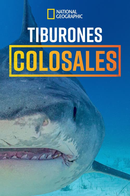 Supersized Sharks