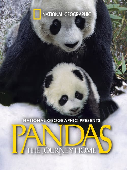 Pandas: El camino a casa