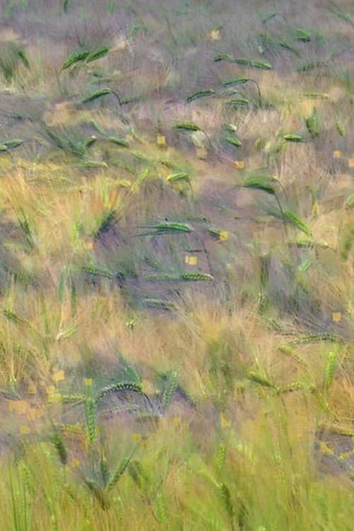 Blés, Agenvillers