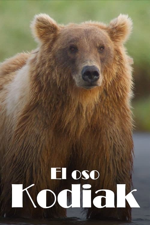 Alaskas Riesenbären