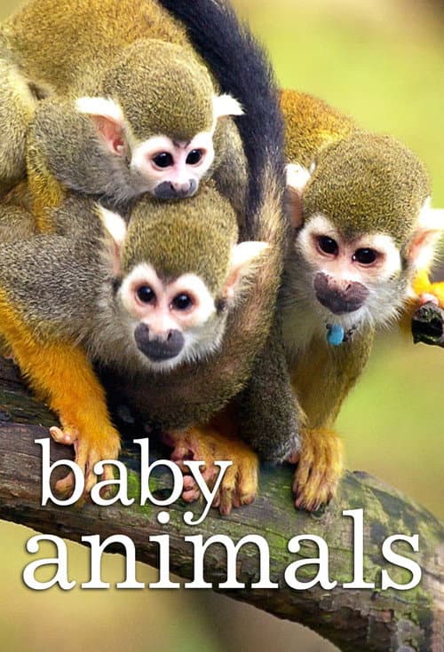 Animales bebé