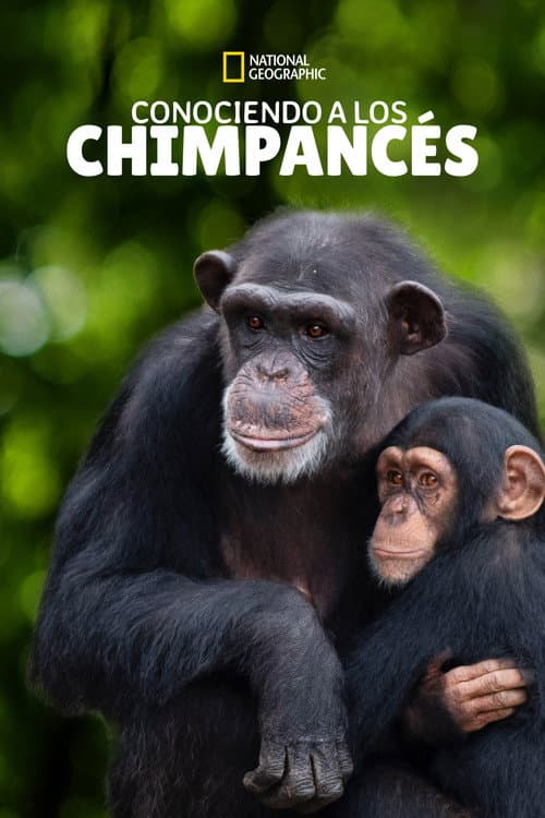 Meet the Chimps