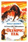 The Olympic Elk