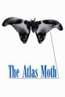 The Atlas Moth